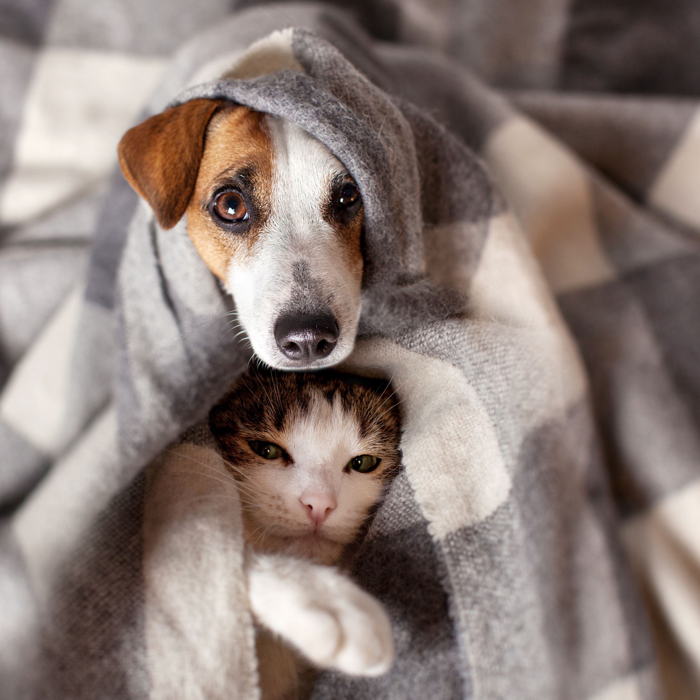 Image of a cat and dog wrapped up in a warm blanket