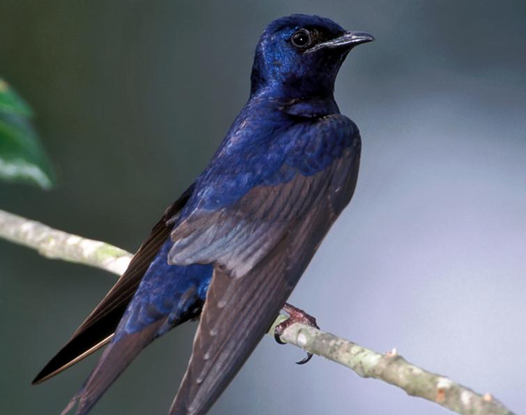 A purple martin perched on a branch