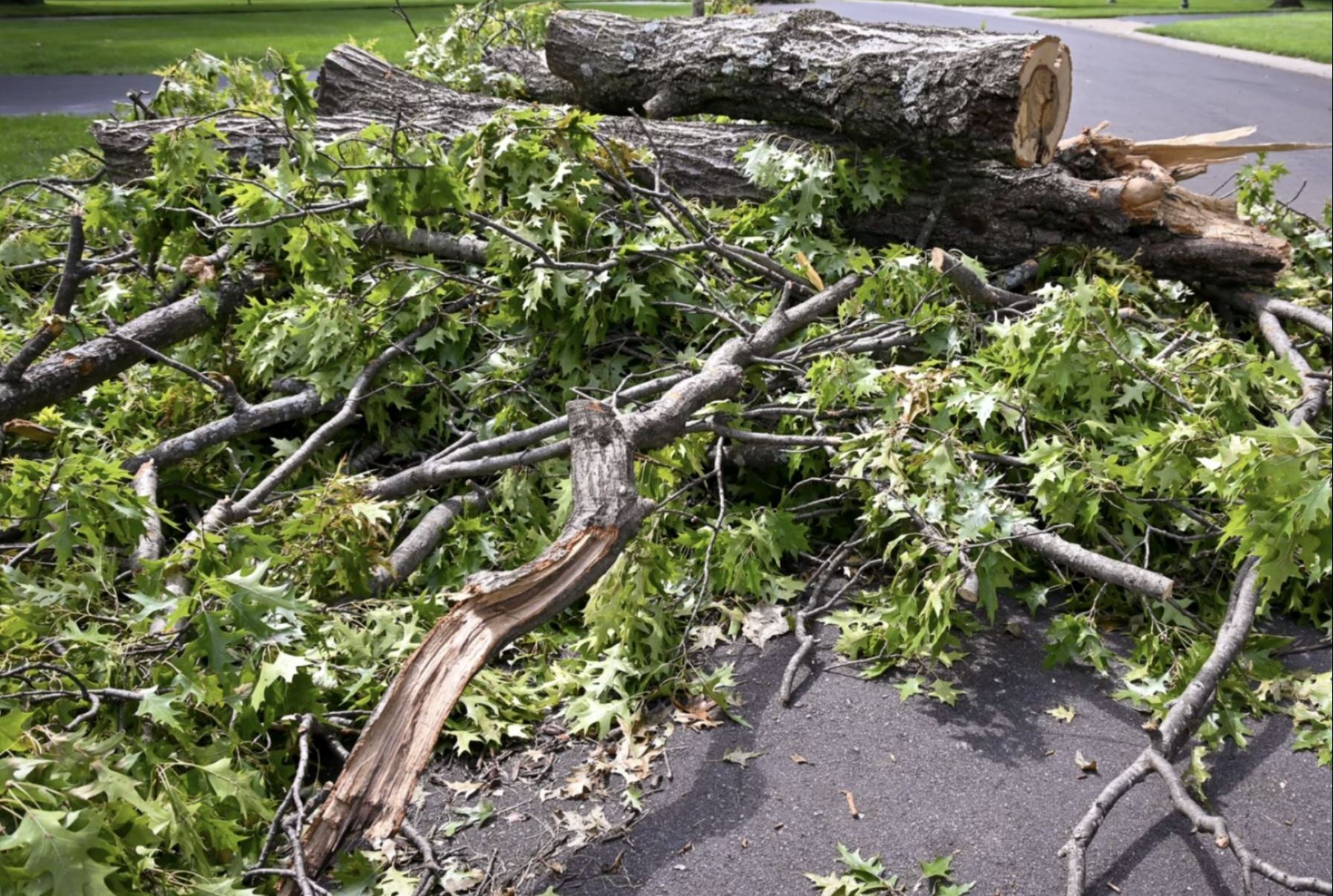 The remains of a fallen tree are piled at the side of a roadway.