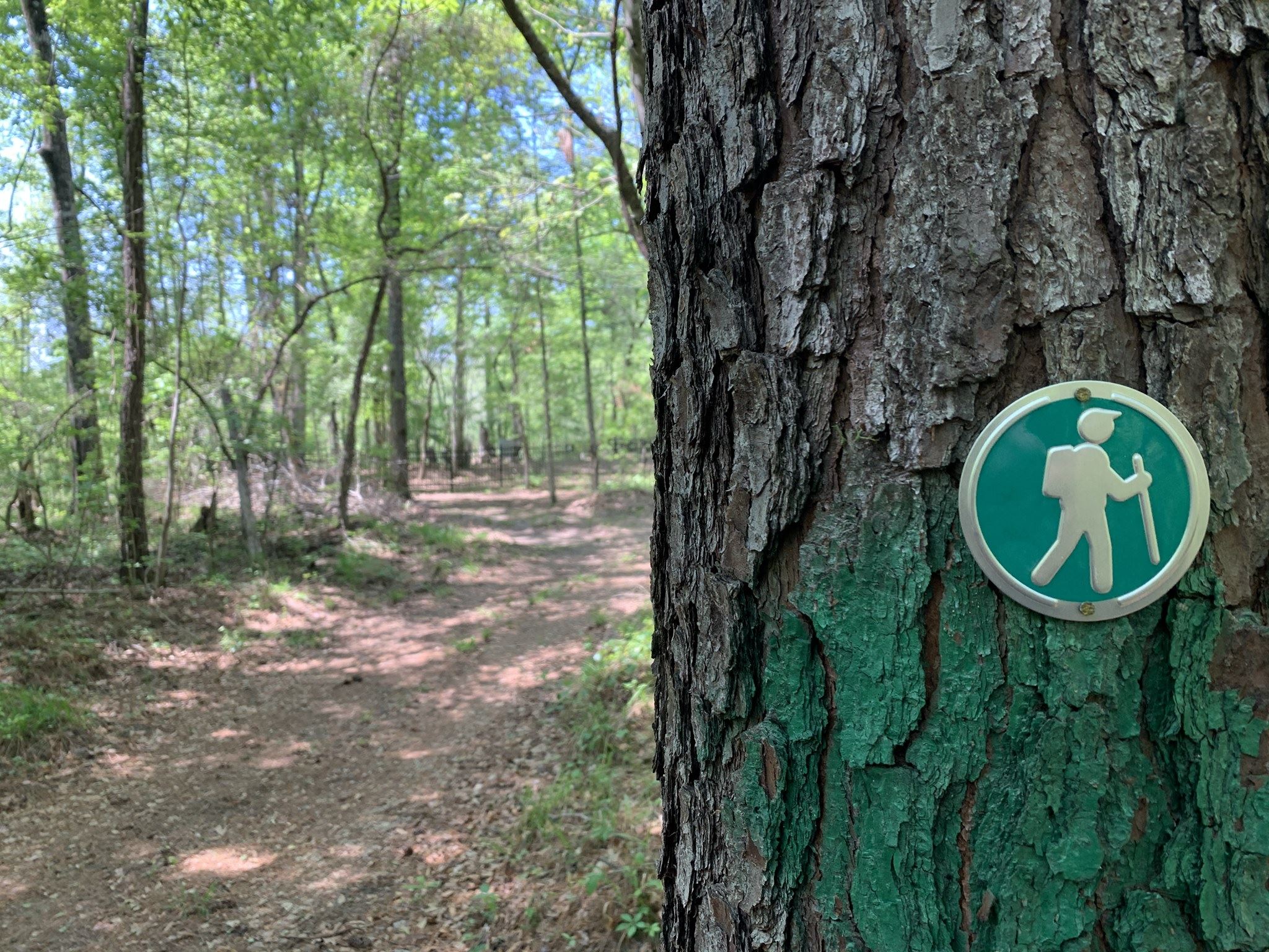 Sign image in green of a hiker posted on a tree, denoting the new green trail route.